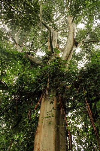 Vines growing over tree in forest - Australian Stock Image