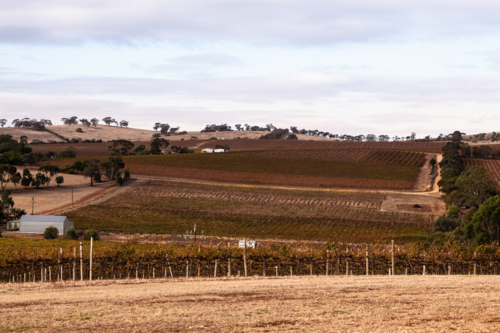 Vineyard in Clare Valley early morning, South Australia - Australian Stock Image