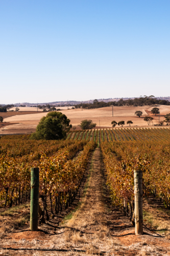 Vineyards in Barrossa Valley early morning, South Australia - Australian Stock Image