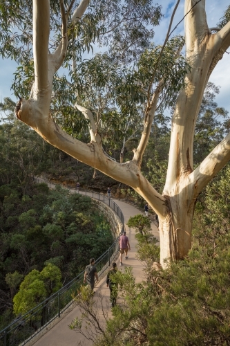 Walkers on curved concrete pathway in bushland, viewed from above - Australian Stock Image