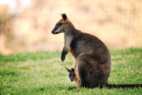 Wallaby and young joey sitting on a grassy field. - Australian Stock Image
