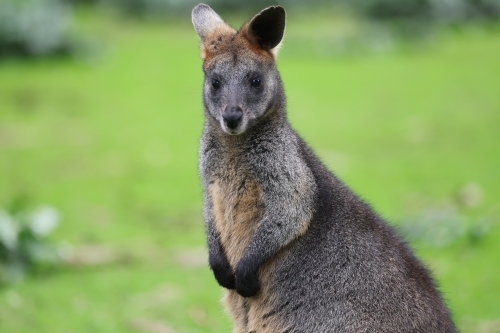 Wallaby - Australian Stock Image