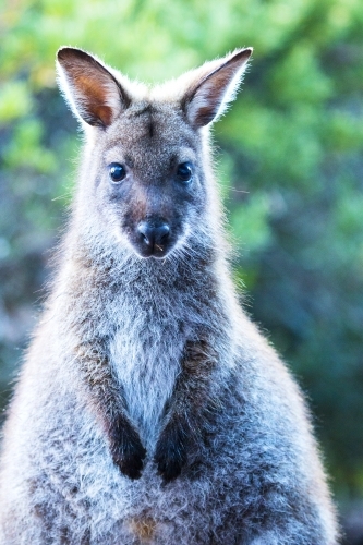 Wallaby head and front paws facing camera - Australian Stock Image