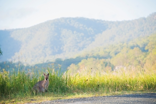 Wallaby standing at the side of the road. - Australian Stock Image