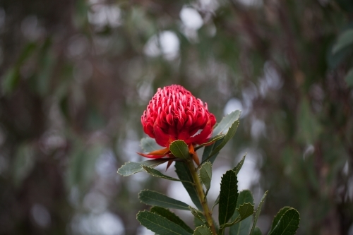 Waratah in bloom - Australian Stock Image