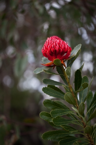 Waratah in bloom - Australian Stock Image