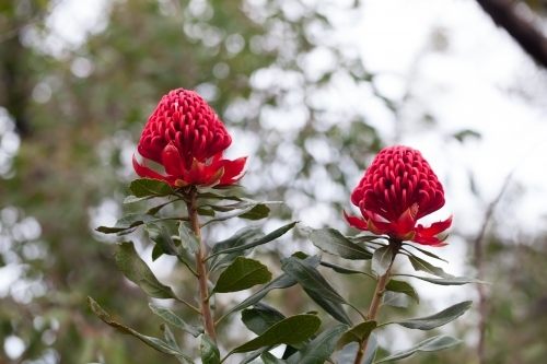 Waratah in bloom - Australian Stock Image