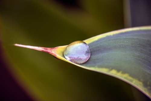 Water droplet on the edge of a green leaf. - Australian Stock Image