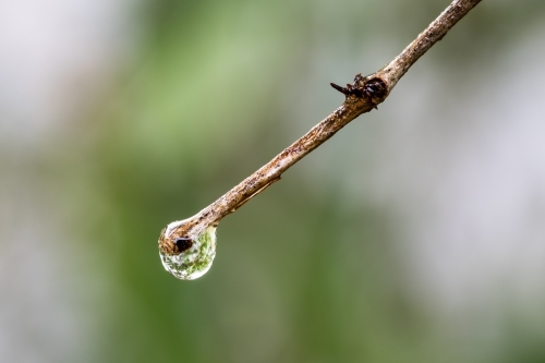 Water droplet on the end of a twig - Australian Stock Image