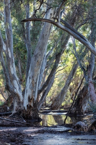 water in gum lined outback creek - Australian Stock Image