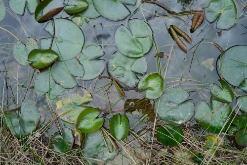 Water lily leaves in dark pond - Australian Stock Image