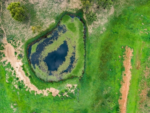Watercourse and dam with green water weed and grass growing - Australian Stock Image
