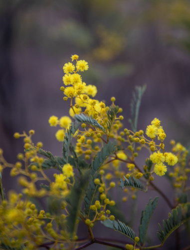 Wattle blossoms - Australian Stock Image