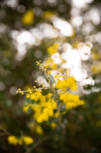 wattle flowers and buds with a blurry background - Australian Stock Image