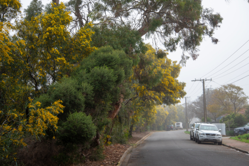 Wattle tree in bloom on the side of a suburban street in Brighton, Adelaide - Australian Stock Image