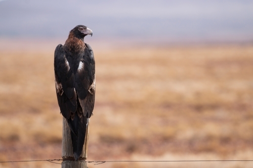 wedge tailed eagle on fence post - horizontal - Australian Stock Image