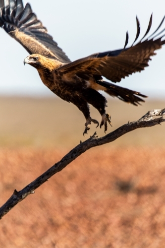 Wedge-tailed eagle taking flight - Australian Stock Image