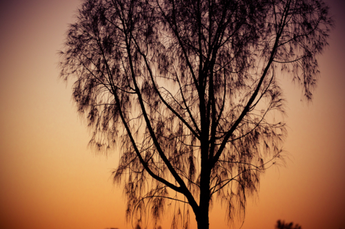 Weeping trees near Uluru at sunset in the Northern Territory, Australia - Australian Stock Image
