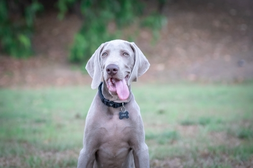 Weimaraner puppy posing for camera - Australian Stock Image