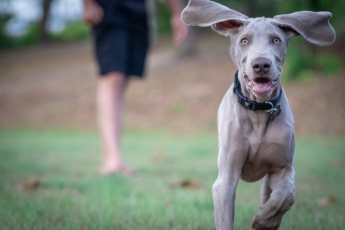Weimaraner puppy with big ears running to camera