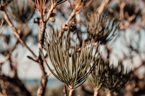 West Australian Bush - Australian Stock Image