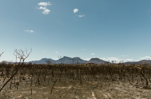 West Australian Bushfire aftermath, dead burnt trees - Australian Stock Image