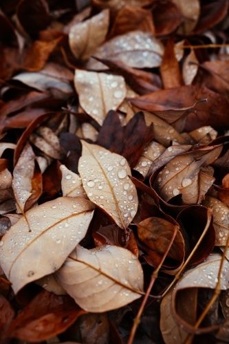 Wet autumn fallen leaf with lots of fallen leaves in background - Australian Stock Image