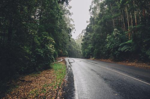 Wet road in a forest on overcast day - Australian Stock Image