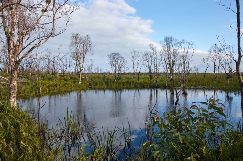 Wetland - Australian Stock Image