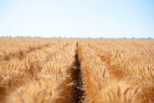 Wheat - Australian Stock Image