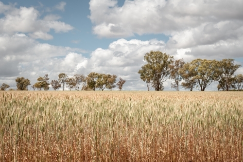 Wheat crop in field with trees in background