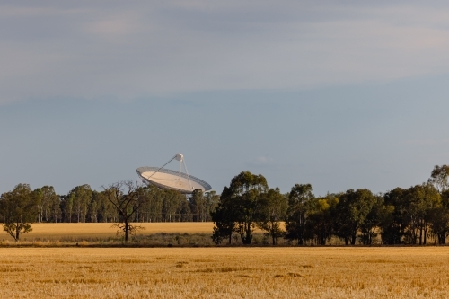 Wheat crop in summer with the Parkes Radio Telescope in the background - Australian Stock Image