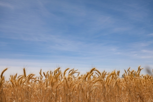Wheat crop under vibrant blue sky in summer with copy space - Australian Stock Image