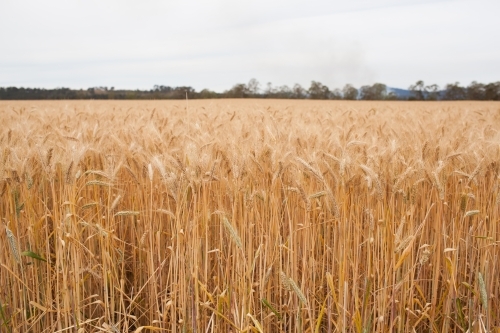 Wheat field - Australian Stock Image