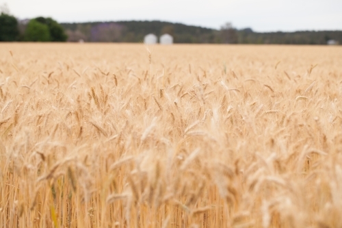 Wheat field with two silos in the distance - Australian Stock Image