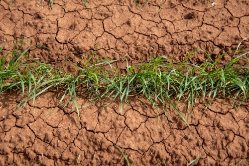 Wheat plants sprouting in cracked soil seen from overhead - Australian Stock Image