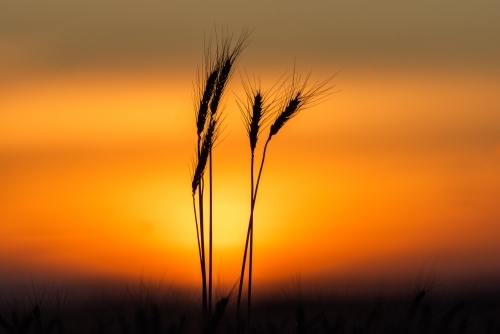 Wheat stalks against orange sunset - Australian Stock Image