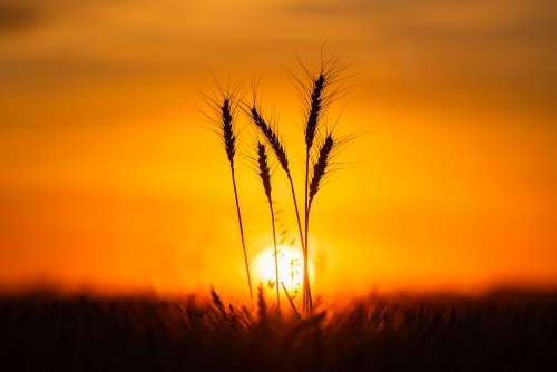 Wheat stalks against orange sunset - Australian Stock Image