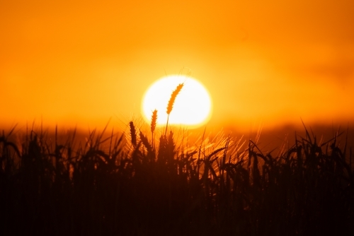 Wheat stalks against orange sunset - Australian Stock Image