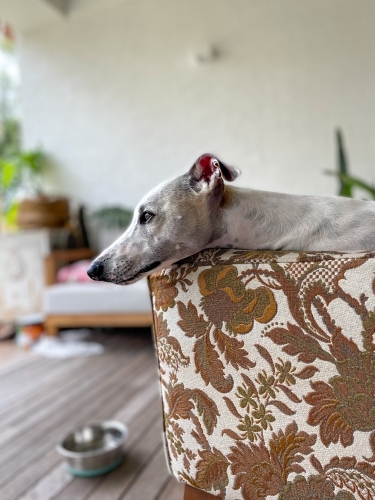Whippet dog lying on retro bed on alfresco decking - Australian Stock Image