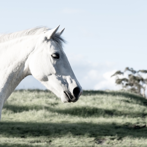 white horse head side view in country landscape - Australian Stock Image