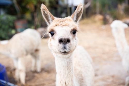 white alpaca staring at the camera with other alpacas in the background - Australian Stock Image