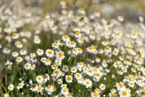 White and yellow daisy wild flowers filling frame - Australian Stock Image