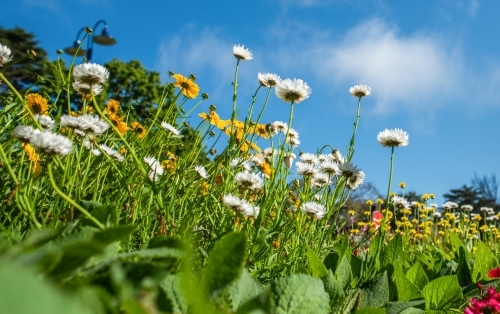 White and yellow on a garden bed from a low angle. - Australian Stock Image