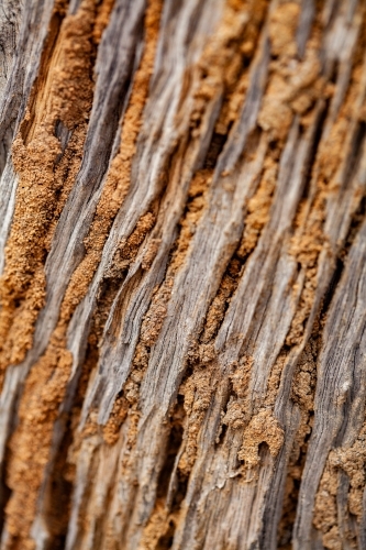 White ant marks on fence post - Australian Stock Image