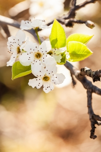 White blossoms on bush with copy space - Australian Stock Image