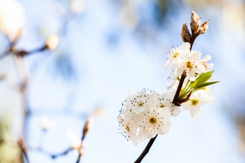 White blossoms on bush with copy space - Australian Stock Image