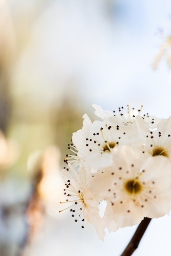 White blossoms on bush with copy space - Australian Stock Image