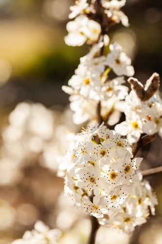 White blossoms on bush with copy space