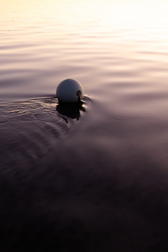 White buoy floating on water in evening - Australian Stock Image